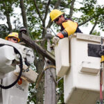 Part Of North Attleboro Loses Power After Branches Fall On Wires